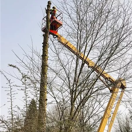 Weingaertner GaLa 2023 Baumpflege.jpeg